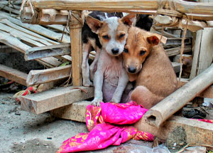 Foto de cães abandonados
