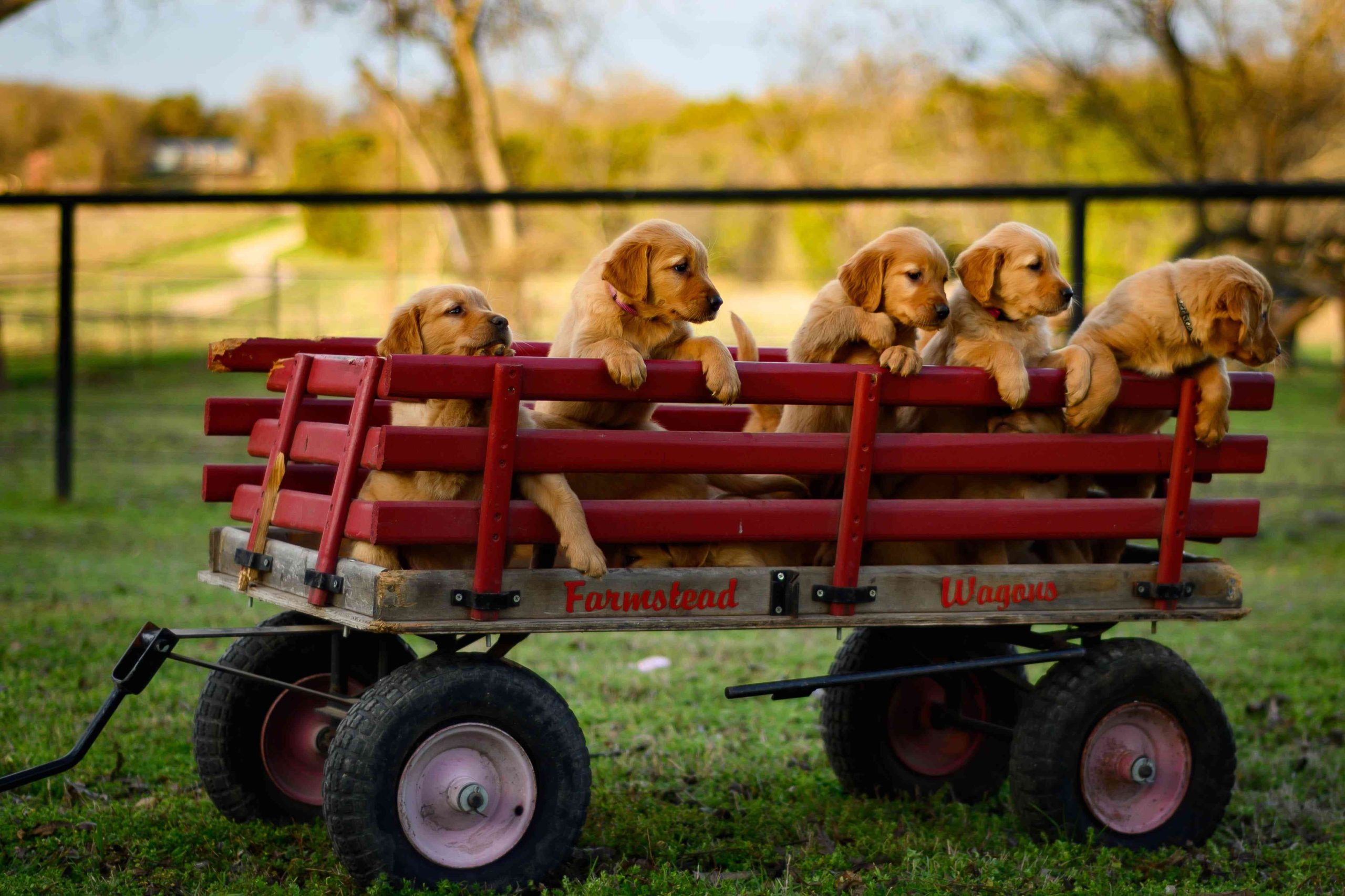 registro de animais filhotes de cachorro em cima de um carrinho de madeira na grama